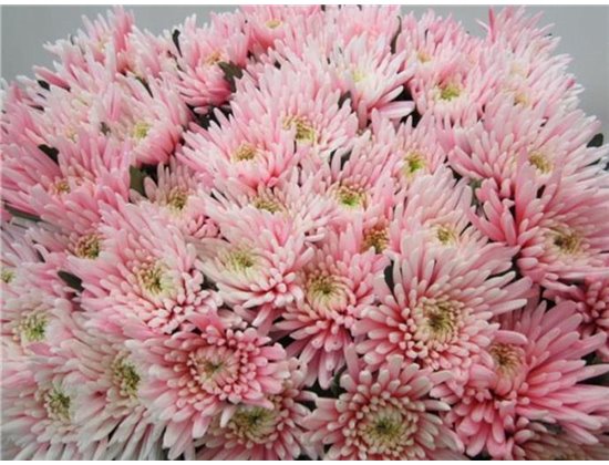 Marjetka deco Topspin Pastel Pink c873