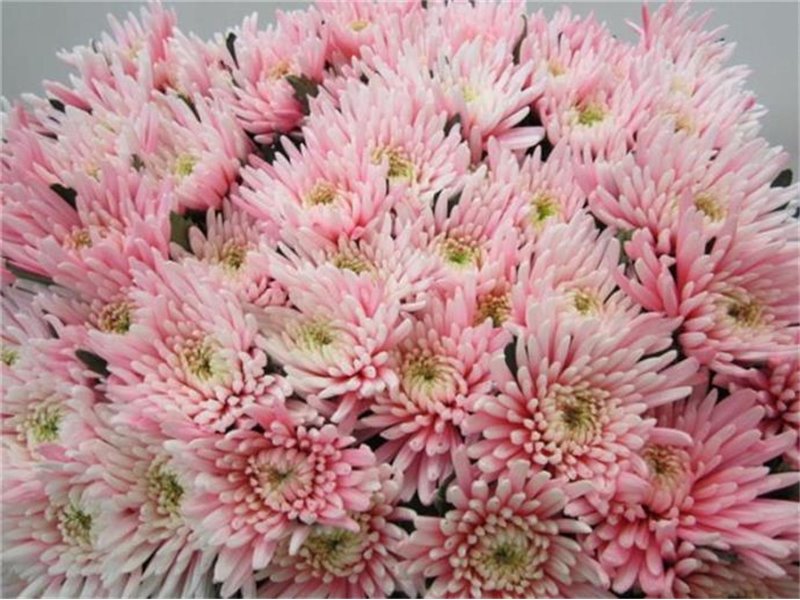 Marjetka deco Topspin Pastel Pink c873