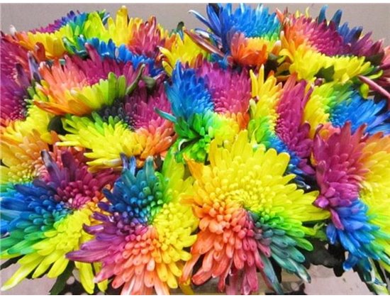 Marjetka deco Topspin Rainbow c876