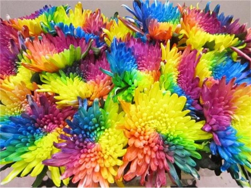 Marjetka deco Topspin Rainbow c876