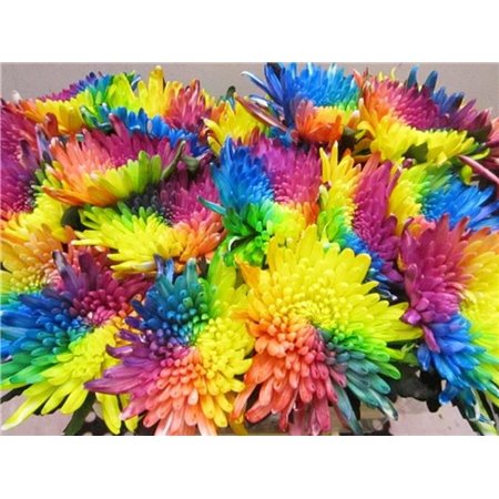 Marjetka deco Topspin Rainbow c876