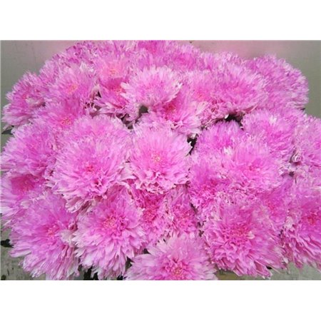 Marjetka deco Undercover Pastel Cerise c880