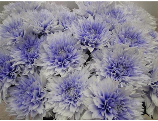 Marjetka deco Undercover Pastel Lilac c882