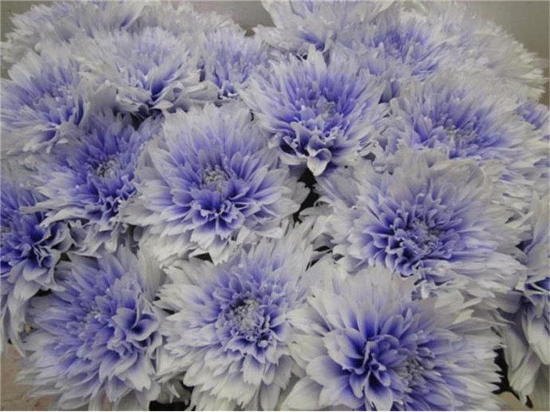 Marjetka deco Undercover Pastel Lilac c882