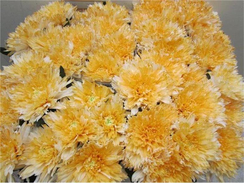 Marjetka deco Undercover Pastel Orange c886