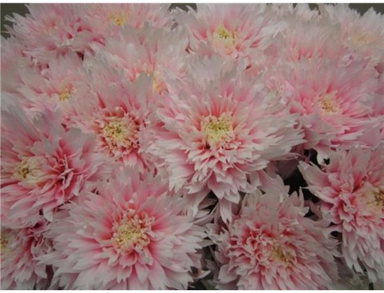 Marjetka deco Undercover Pastel Pink c887