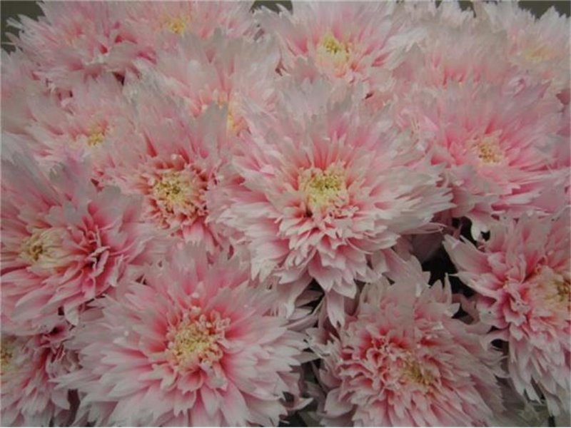 Marjetka deco Undercover Pastel Pink c887