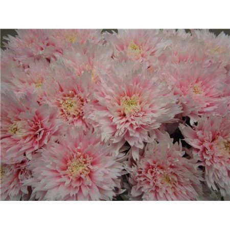 Marjetka deco Undercover Pastel Pink c887