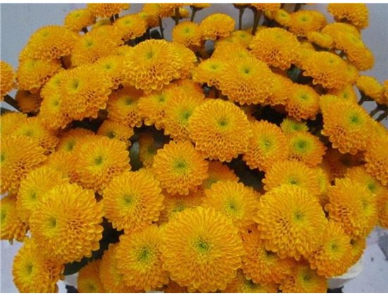 Marjetka santini Aurinko Orange c891