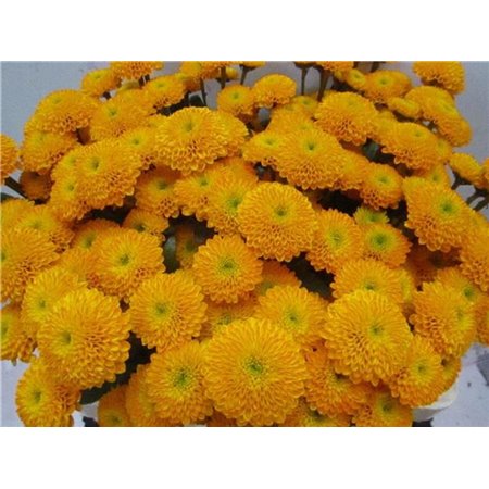 Marjetka santini Aurinko Orange c891