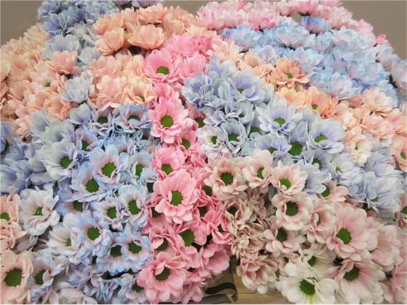 Marjetka santini Bowi Mixed c893