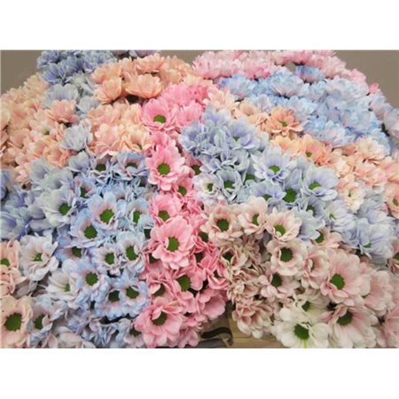 Marjetka santini Bowi Mixed c893