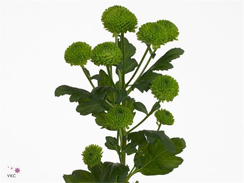 Marjetka santini Bowi Mixed c894