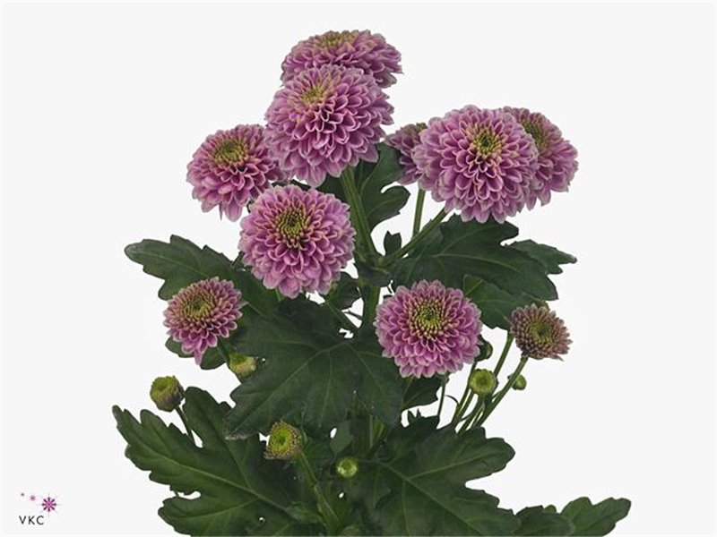 Marjetka santini Doria c895