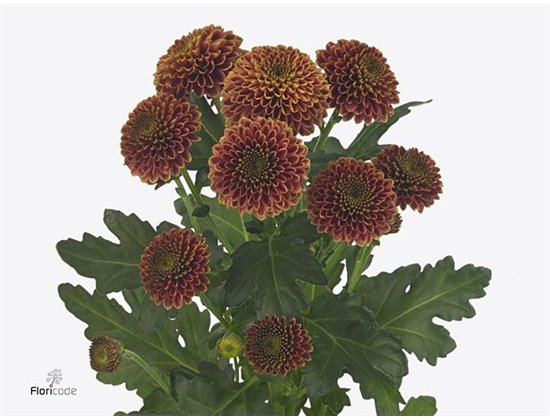 Marjetka santini Doria Cherry X L c896