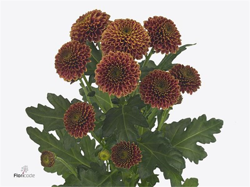 Marjetka santini Doria Cherry X L c896