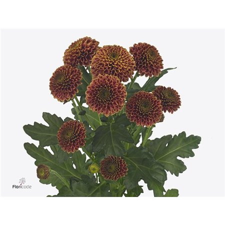 Marjetka santini Doria Cherry X L c896