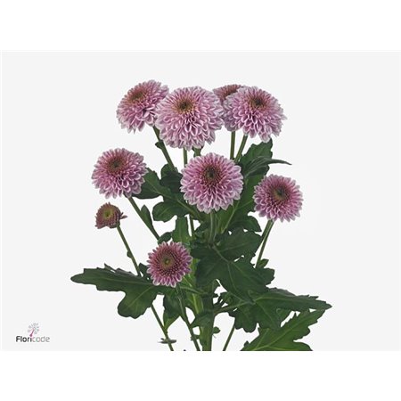 Marjetka santini Doria Cherry X L c897