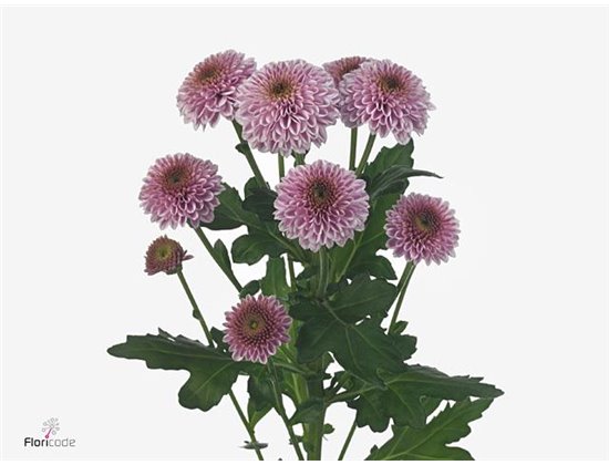 Marjetka santini Doria Pink c898