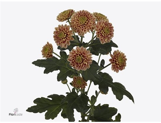 Marjetka santini Ellison Salmon c901