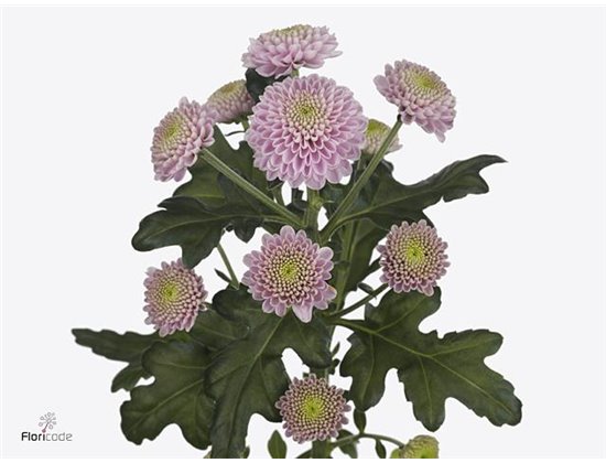 Marjetka santini Ellison Sweet c902