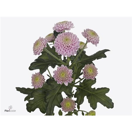 Marjetka santini Ellison Sweet c902