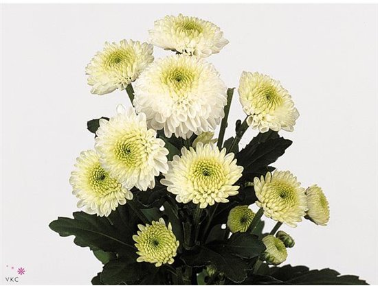 Marjetka santini Ferry c903