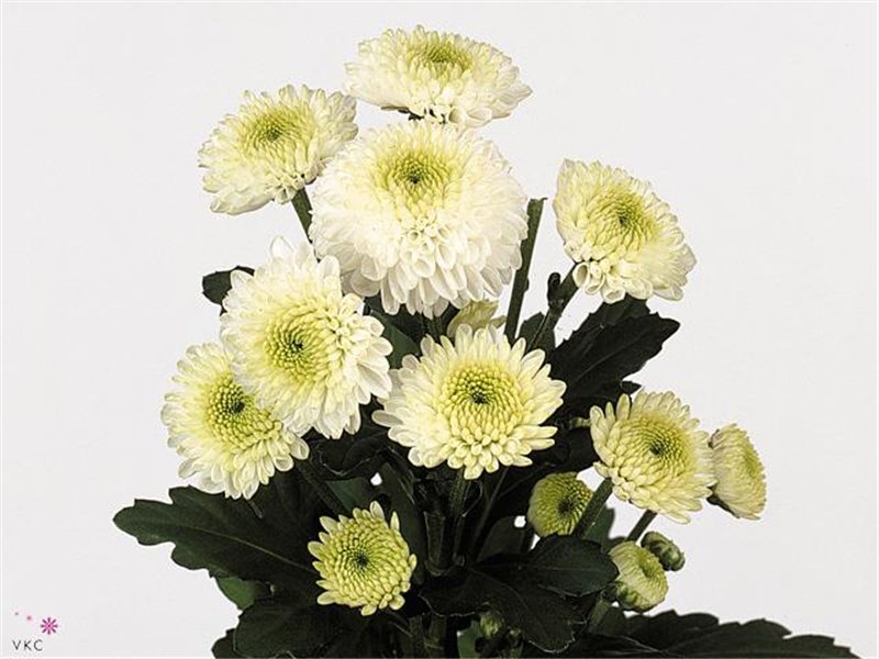 Marjetka santini Ferry c903