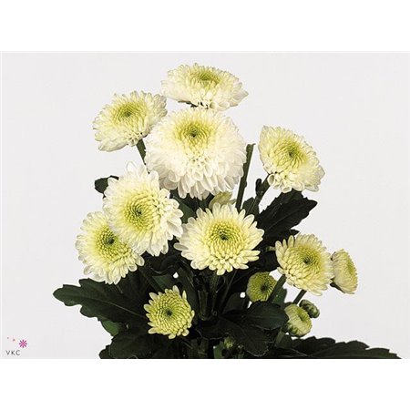 Marjetka santini Ferry c903