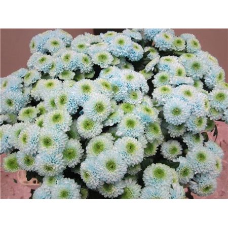 Marjetka santini Ferry Sweet Blue c905