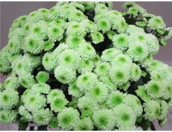 Marjetka santini Ferry Sweet Green c906