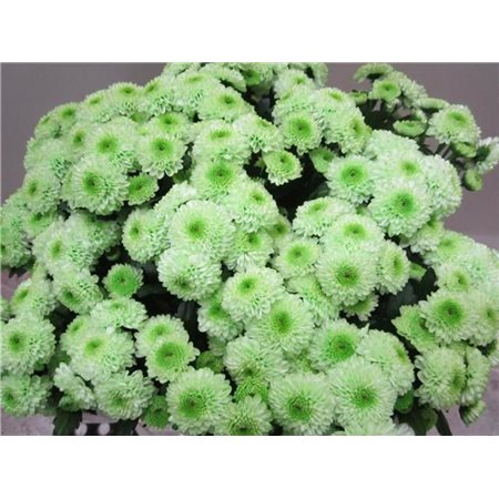 Marjetka santini Ferry Sweet Green c906