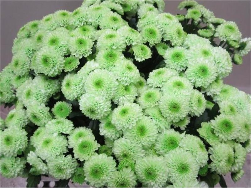 Marjetka santini Ferry Sweet Green c907