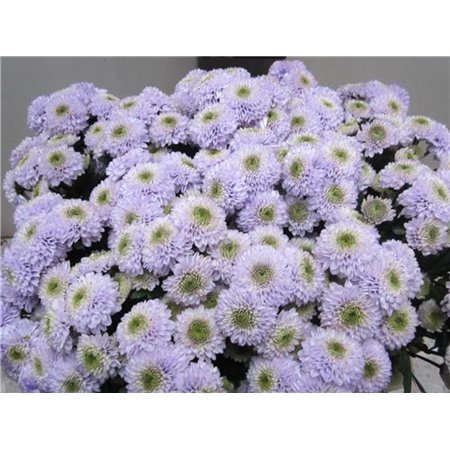 Marjetka santini Ferry Sweet Milka c908