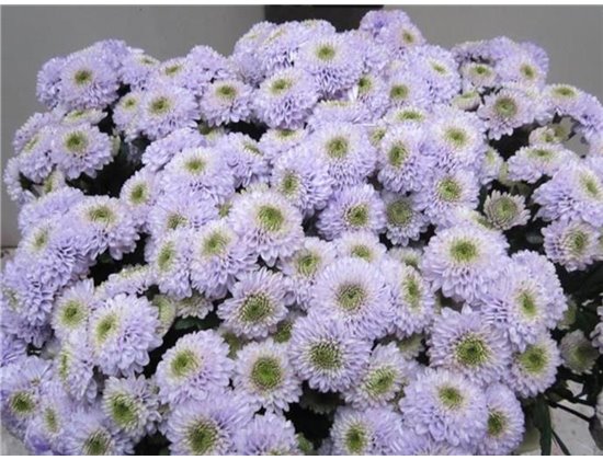 Marjetka santini Ferry Sweet Milka c909