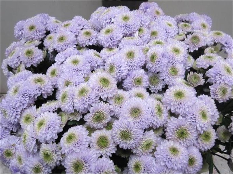 Marjetka santini Ferry Sweet Milka c909