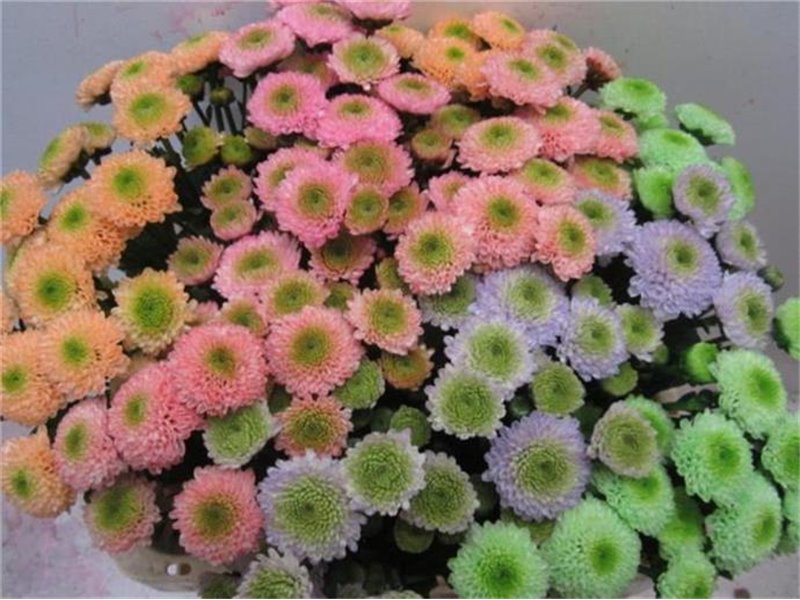 Marjetka santini Ferry Sweet Mixed c911