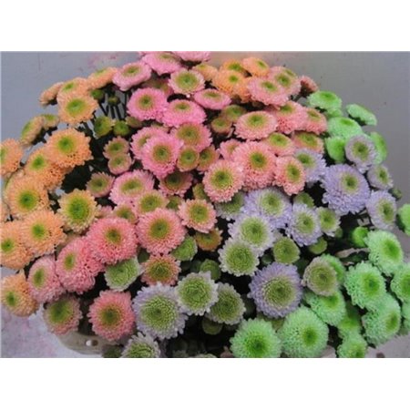 Marjetka santini Ferry Sweet Mixed c911