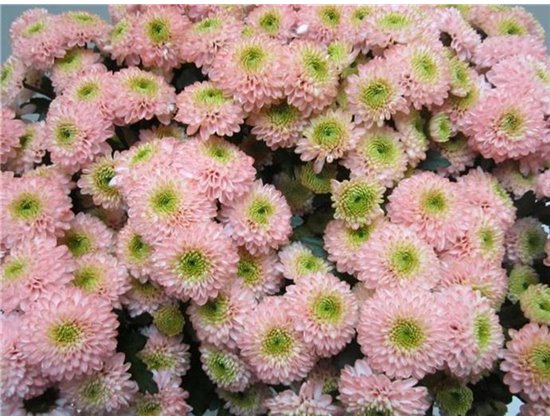 Marjetka santini Ferry Sweet Roosvice c912