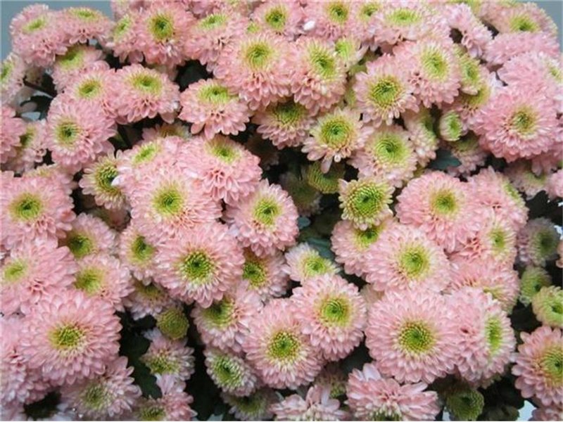 Marjetka santini Ferry Sweet Roosvice c912