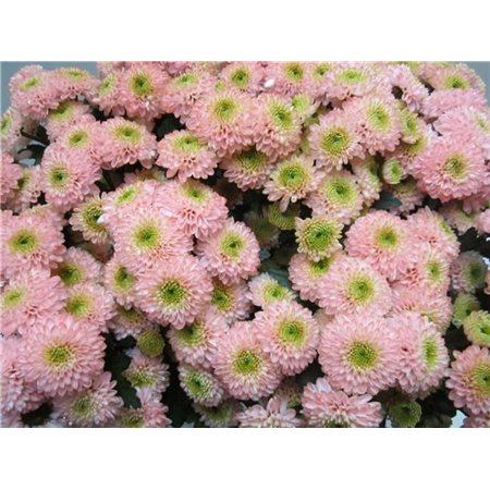 Marjetka santini Ferry Sweet Roosvice c913