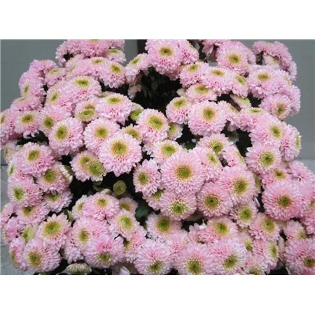 Marjetka santini Ferry Sweet Rose c914