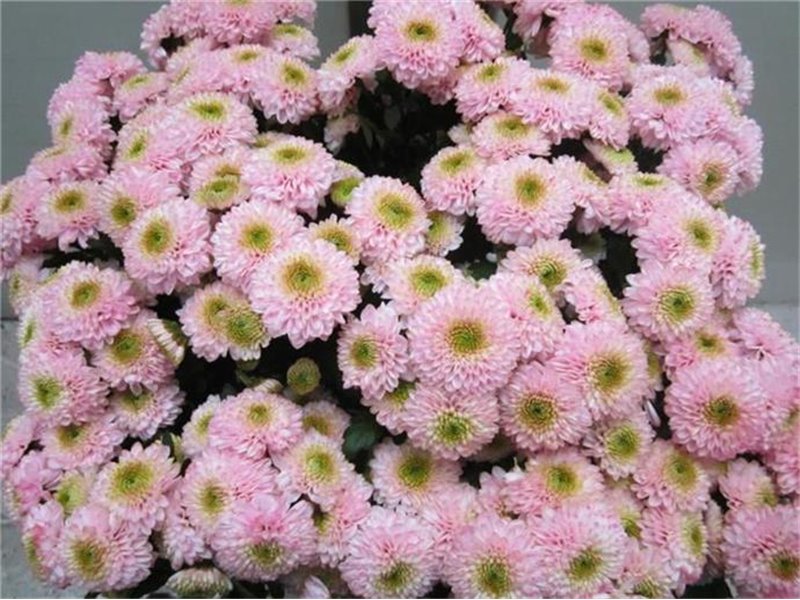 Marjetka santini Ferry Sweet Rose c915