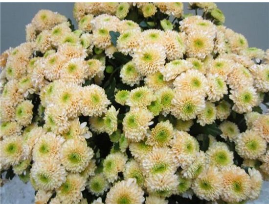 Marjetka santini Ferry Sweet Salmon c920