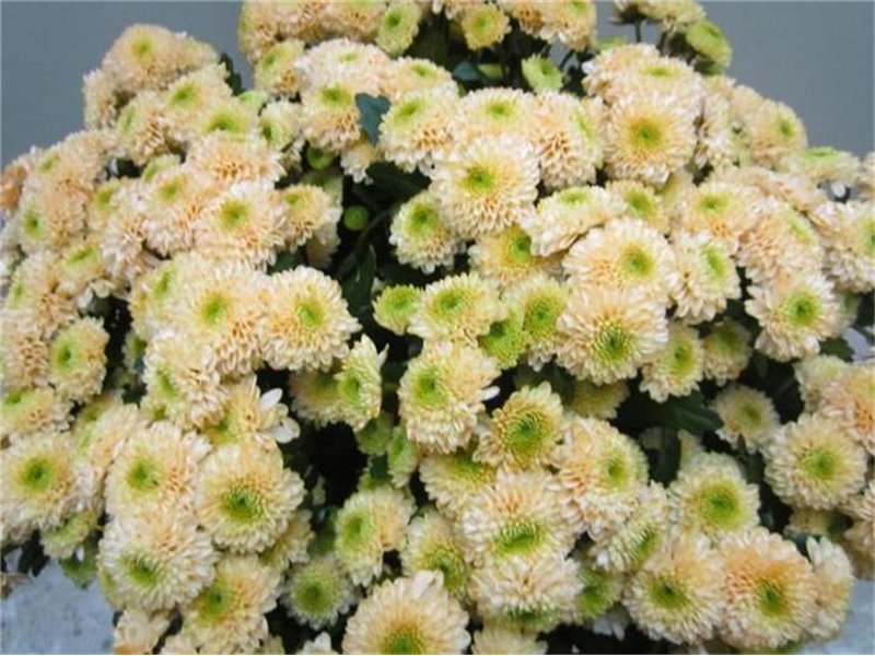 Marjetka santini Ferry Sweet Salmon c920