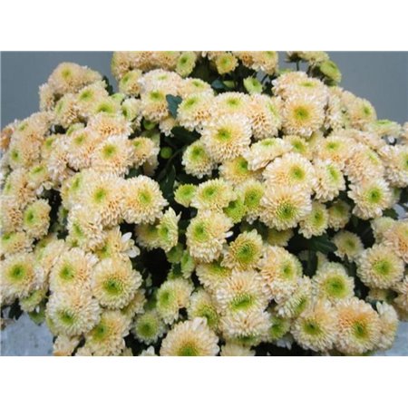 Marjetka santini Ferry Sweet Salmon c920