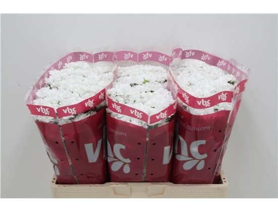 Marjetka santini Lassie c922