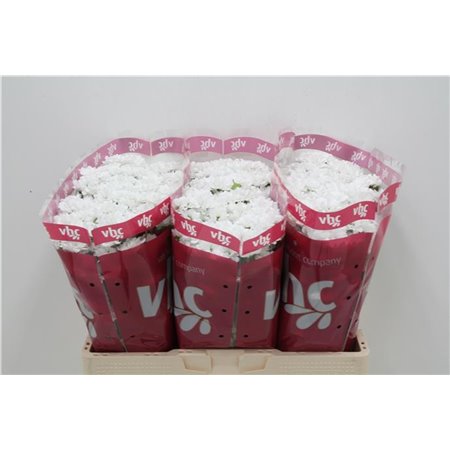 Marjetka santini Lassie c922