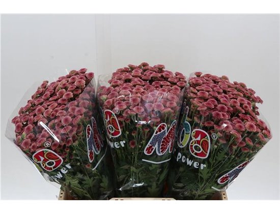 Marjetka santini Mad Cherry Tyolo c924