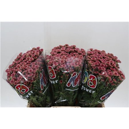 Marjetka santini Mad Cherry Tyolo c924